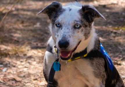 Ecco il cane eroe dell'Australia